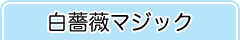 白薔薇マジック